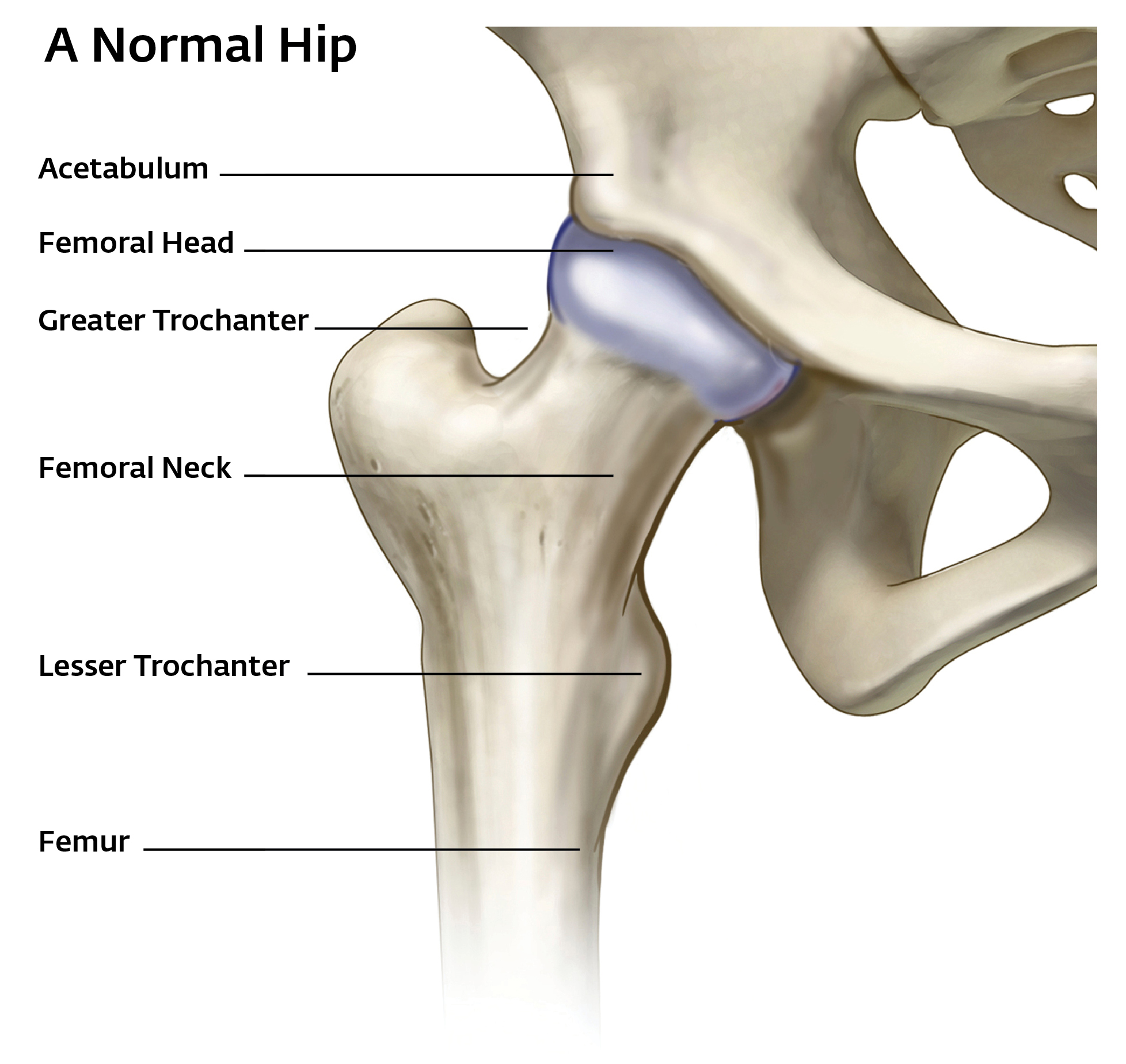 Hip Joint Structure Anatomy Joints PNFAV
