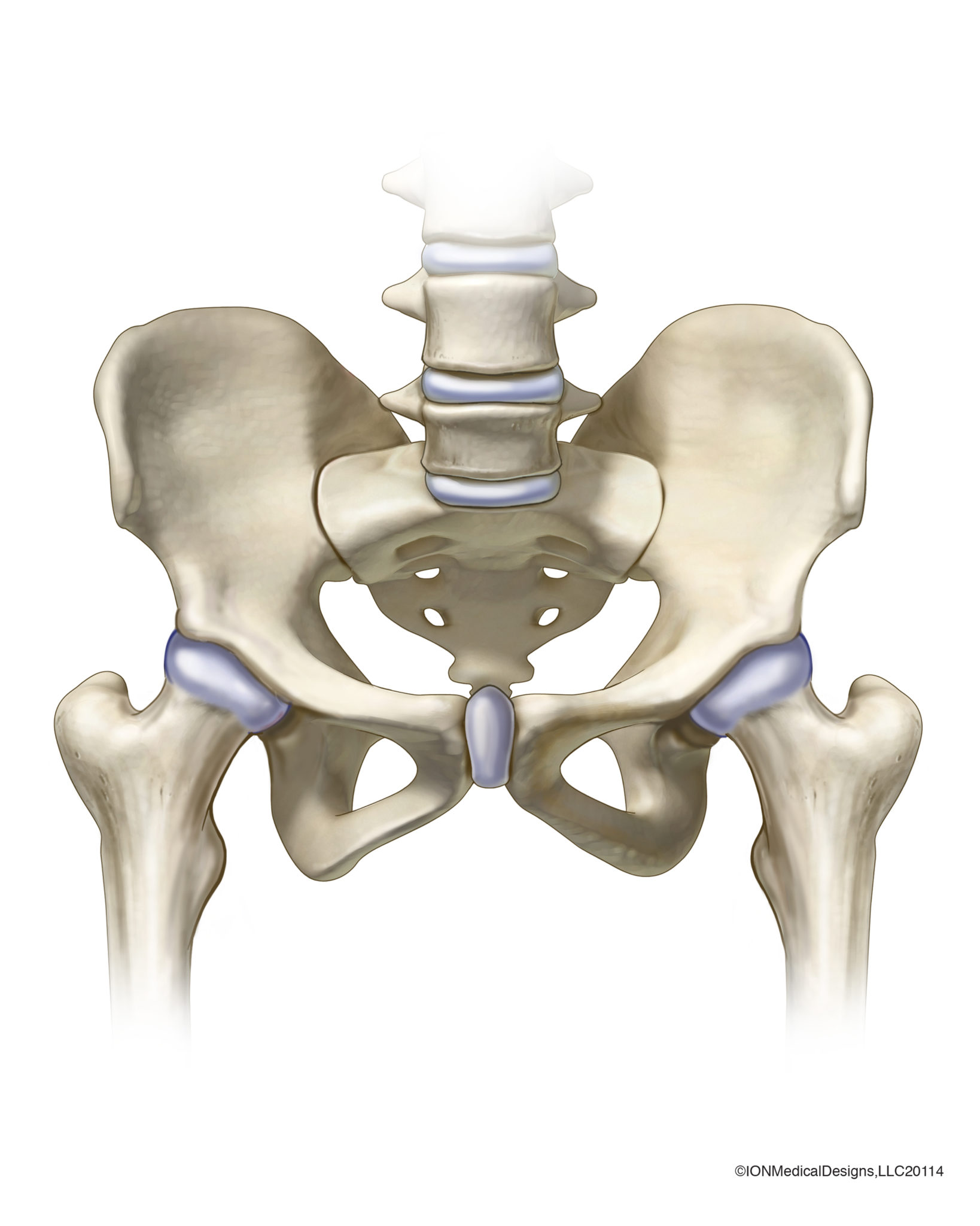Pelvis and Hip Anatomy